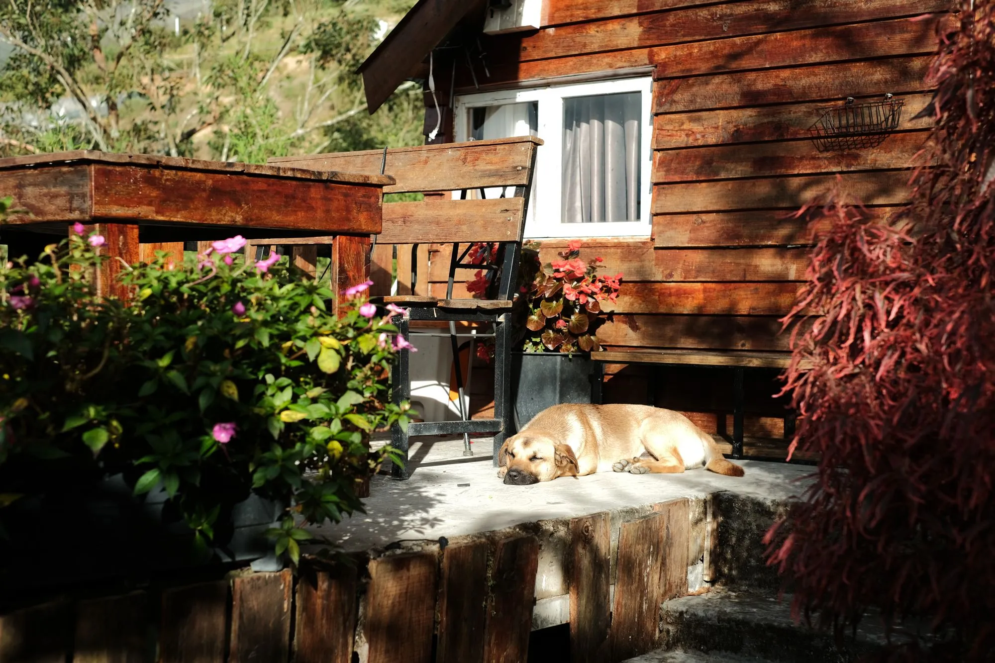 Hond die slaapt op een houten terras tussen de planten