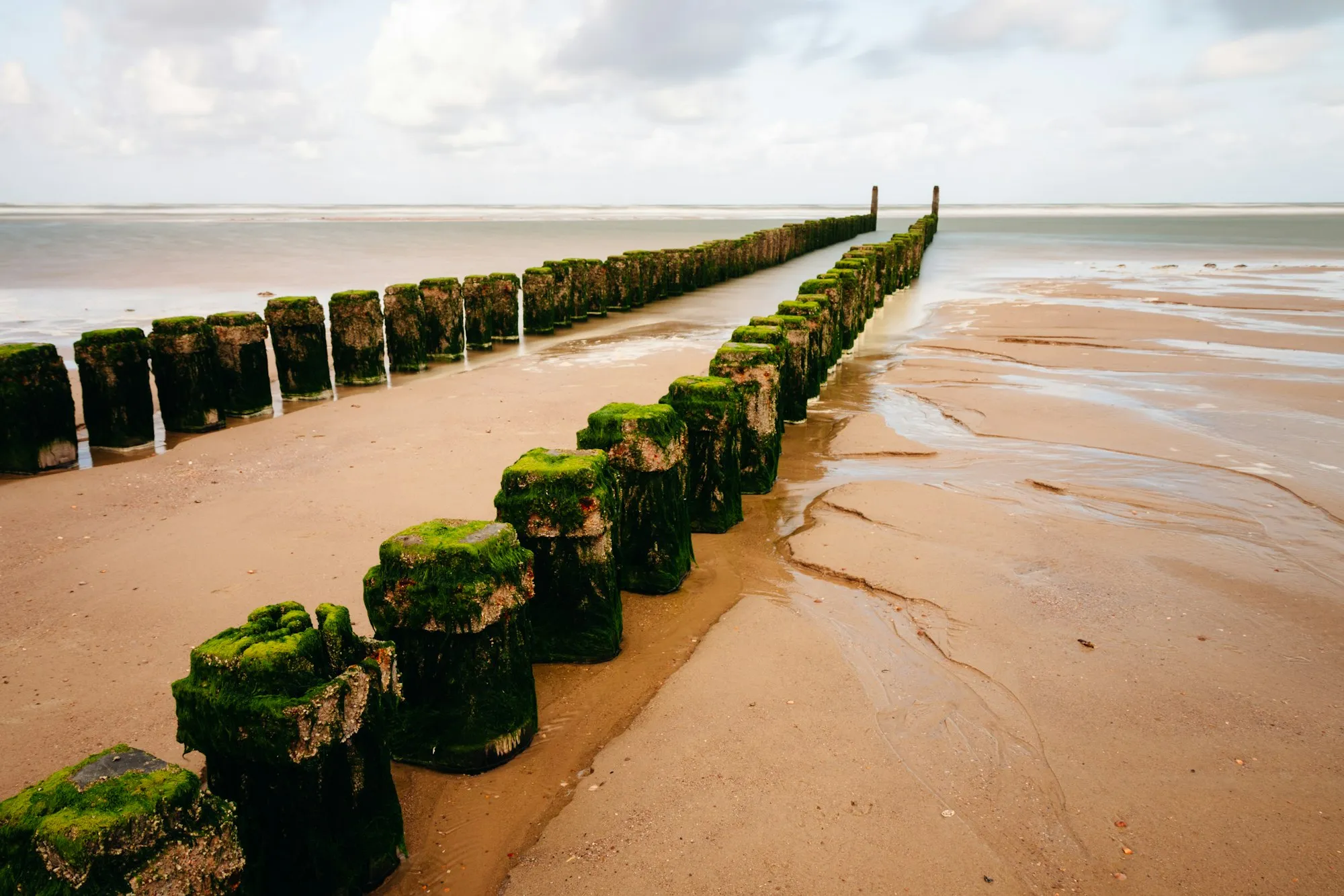 Paalhoofden met groene alg op het strand in Zeeland
